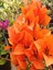 Videolu Mis Kokulu 1 Adet Turuncu Begonvil Çiçeği Fidanı Saksılı 60-120 cm (Bougainvillea) 5