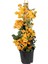 Sarı Renk Begonvil Çiçeği +Sarı Çalı Papatyası Çiçeği 2'li Set Dış Mekan Bitkisi (Begonvillia Daisy) 2