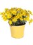 Sarı Renk Begonvil Çiçeği +Sarı Çalı Papatyası Çiçeği 2'li Set Dış Mekan Bitkisi (Begonvillia Daisy) 3