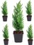 Videolu Limoni Servi Fidanı 5 Adet Saksılı 30-55 cm Dış Mekan Bitkisi (Cupressus Macrocarpa) 1