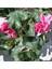 Videolu Özel Tür Pembe 1 Adet Sıklamen Fidanı Saksılıtüplü 35-65 cm (Pink Cyclamen) 3