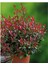 Videolu Alev Çalısı Bitkisi 40 cm Saksılı/Tüplü Dış Mekan Bitkisi Photinia Serrulata 3