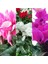 Videolu Karışık Renkli 1 Adet Sıklamen Fidanı 35-65 cm Saksılıtüplü (Mix Colored Cyclamen Flower) 1