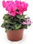 Videolu Karışık Renkli 1 Adet Sıklamen Fidanı 35-65 cm Saksılıtüplü (Mix Colored Cyclamen Flower) 4