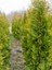 Videolu Mis Kokulu 10 Adet Limon Selvi Fidanı Bahçe Çamı 10-20 cm Tüplü (Lemon Cypress Tree) 5