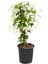 Videolu Yoğun Kokulu Arap Yasemin Çiçeği 1 Adet Saksılı/ Tüplü 40-50 cm (Star Jasmine) 3
