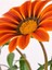 Videolu Turuncu 1 Adet Gazanya Çiçeği Saksılı 30-50 cm (Gazania Flower) 2
