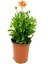 Videolu Turuncu 1 Adet Gazanya Çiçeği Saksılı 30-50 cm (Gazania Flower) 3