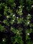 Videolu Katmerli Full Yasemin Çiçeği Fidanı 30-70 cm 5 Adet Saksılı/Tüplü (Jasmine Flower) 3