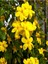 Jasminum Nudiflorum Çalı Yasemin Sarı Yasemin Fidanı 80-120 cm 1