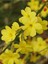Jasminum Nudiflorum Çalı Yasemin Sarı Yasemin Fidanı 80-120 cm 2
