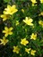 Jasminum Nudiflorum Çalı Yasemin Sarı Yasemin Fidanı 80-120 cm 3