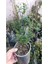 Jasminum Nudiflorum Çalı Yasemin Sarı Yasemin Fidanı 80-120 cm 4