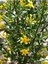 Jasminum Nudiflorum Çalı Yasemin Sarı Yasemin Fidanı 80-120 cm 5
