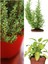 Mutfak Aromatik Bitki Seti 3 Adet Saksı Kekik-Biberiye-Adaçayı 20-40 cm (Thyme-Sage-Rosemary) 1