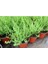 Mutfak Aromatik Bitki Seti 3 Adet Saksı Kekik-Biberiye-Adaçayı 20-40 cm (Thyme-Sage-Rosemary) 2