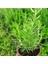 Mutfak Aromatik Bitki Seti 3 Adet Saksı Kekik-Biberiye-Adaçayı 20-40 cm (Thyme-Sage-Rosemary) 3