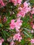 Videolu Pembe Zakkum Çiçeği Fidanı Dış Mekan Bitkisi 60-150 cm Saksılı (Pink Oleander Flower) 2