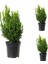 Videolu Bol Yapraklı 3 Adet Şimşir Fidanı Saksılı 30-50 cm(BOXWOOD Sapling) 1