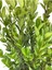Videolu Bol Yapraklı 3 Adet Şimşir Fidanı Saksılı 30-50 cm(BOXWOOD Sapling) 2