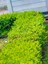 Videolu Bol Yapraklı 3 Adet Şimşir Fidanı Saksılı 30-50 cm(BOXWOOD Sapling) 3