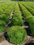 Videolu Bol Yapraklı 3 Adet Şimşir Fidanı Saksılı 30-50 cm(BOXWOOD Sapling) 4