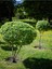Videolu Bol Yapraklı 3 Adet Şimşir Fidanı Saksılı 30-50 cm(BOXWOOD Sapling) 5