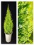 Videolu Özel Limoni Salon Çamı 30-60 cm Saksılı/Tüplü Dış Mekan Ağaçları Norfolk Island Pine 1