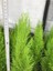 Videolu Özel Limoni Salon Çamı 30-60 cm Saksılı/Tüplü Dış Mekan Ağaçları Norfolk Island Pine 2