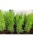 Videolu Özel Limoni Salon Çamı 30-60 cm Saksılı/Tüplü Dış Mekan Ağaçları Norfolk Island Pine 3