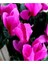 Videolu Bol Çiçekli 1 Adet Mor Sıklamen Çiçeği 30-60 cm Saksılıtüplü (Purple Cyclamen) 1