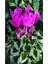 Videolu Bol Çiçekli 1 Adet Mor Sıklamen Çiçeği 30-60 cm Saksılıtüplü (Purple Cyclamen) 2