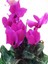 Videolu Bol Çiçekli 1 Adet Mor Sıklamen Çiçeği 30-60 cm Saksılıtüplü (Purple Cyclamen) 4