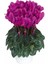 Videolu Bol Çiçekli 1 Adet Mor Sıklamen Çiçeği 30-60 cm Saksılıtüplü (Purple Cyclamen) 5