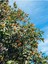 Videolu Meyveli 1 Adet Kamkat Fidanı Balkon Bitkisi 60-120 cm Saksılı (Kumquat Sapling) 2