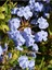 Videolu Kokulu Mavi Yasemin Fidesi 2 Adet Saksılı/Tüplü 35-60 cm (Plumbago Blue Jasmine) 4