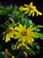 Videolu Sarı Çalı Papatya 4 Adet Saksılı/ Tüplü 20-40 cm Dış Mekan Bitkisi (Coreopsis) 3