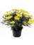 Videolu Sarı Çalı Papatyası 1 Adet Saksılı 40-60 cm (Yellow Bush Daisy) 3