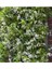 Rhyncospermum Jasminoides Arap Yasemini Yasemin Fidanı 30-60 cm Kokulu Bahçe Sarmaşığı 1