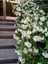 Rhyncospermum Jasminoides Arap Yasemini Yasemin Fidanı 30-60 cm Kokulu Bahçe Sarmaşığı 2