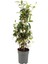 Rhyncospermum Jasminoides Arap Yasemini Yasemin Fidanı 30-60 cm Kokulu Bahçe Sarmaşığı 3