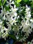 Kokulu 1 Adet Beyaz Arap Yasemini Çiçeği Fidanı 50-100 cm Saksılı (Arabian Jasmine) 1