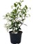 Kokulu 1 Adet Beyaz Arap Yasemini Çiçeği Fidanı 50-100 cm Saksılı (Arabian Jasmine) 3