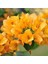 Videolu Sarı Begonvil Çiçeği Fidanı 50 cm Saksılı/Tüplü Dış Mekan Sarmaşık Bitkileri Yellow Begonia 1
