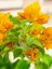 Videolu Sarı Begonvil Çiçeği Fidanı 50 cm Saksılı/Tüplü Dış Mekan Sarmaşık Bitkileri Yellow Begonia 2