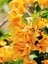 Videolu Sarı Begonvil Çiçeği Fidanı 50 cm Saksılı/Tüplü Dış Mekan Sarmaşık Bitkileri Yellow Begonia 5