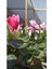 Videolu Özel Tür Pembe 1 Adet Sıklamen Fidanı Saksılıtüplü 35-65 cm (Pink Cyclamen) 5