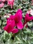 Siklamen Çiçeği, Koyu Pembe ( Fuşya) Renk Cyclamen, 14 cm'lik Saksıda Sıklamen Bitkisi 1