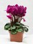 Siklamen Çiçeği, Koyu Pembe ( Fuşya) Renk Cyclamen, 14 cm'lik Saksıda Sıklamen Bitkisi 3