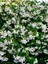 Videolu Mis Kokulu Beyaz Yasemin Fidanı Saksılı 60-125 cm ( White Jasminium Sapling) 4